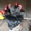 marialocalpoultryfarm