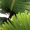 alam_maya01