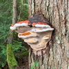 eat.more.mushrooms