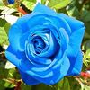 blueroses0910