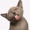 onecouturecat