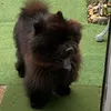 dmdogface