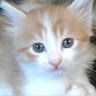 ahmadmishmish7