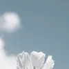 lya00123