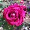 ali.alsooh