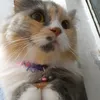 omelette_018