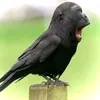 auxlixe