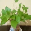 adelia1925157
