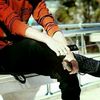 saleemjutt1371