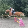 il.equine