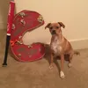 the_copper_musical
