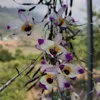 nghiamangri82