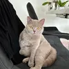 bella_thecat10