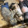 molliethegoat