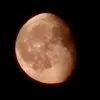 n_rose_