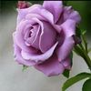 userwww81hiypt