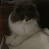 meomew_205