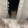 coporatewitch