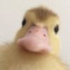 lilaquack06