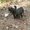 pugguppy20