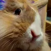 rabbitryszard