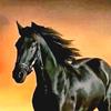 black_horse_2023