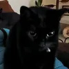 stretchygimp