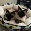 misoandmochithetwins
