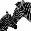 zebra_mom7