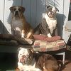 cbgbulldogge