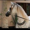 هياء العتيبــي🐎