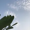 rameali36