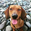 dachshund_milo