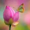 linhhuynh221189