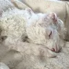 dearlamb_