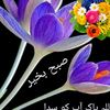 hammadahmed868