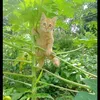 istikomah_embem