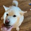 wwnickolase7