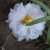 aussas