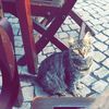 assshassan_as