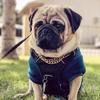 chapito_the_pug