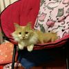 sillykittywrites