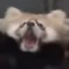 maple_trhe