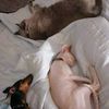 pawssyposse