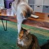 karastwocats
