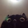 catportal666