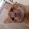 senpaityr