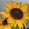 sunflowergirl832