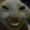 Một con mèo  ⌒☆