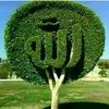 redamohamedahme
